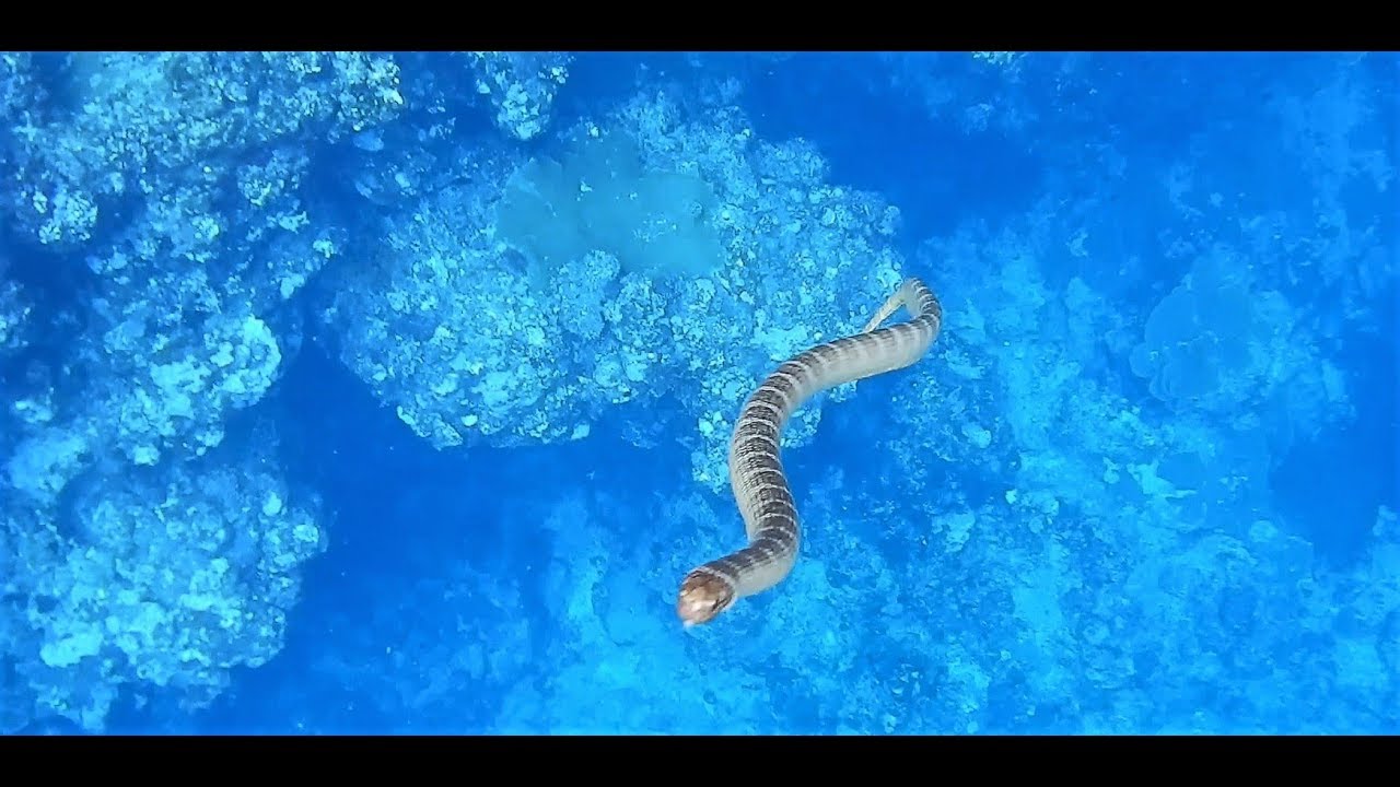 ウミヘビの襲撃！