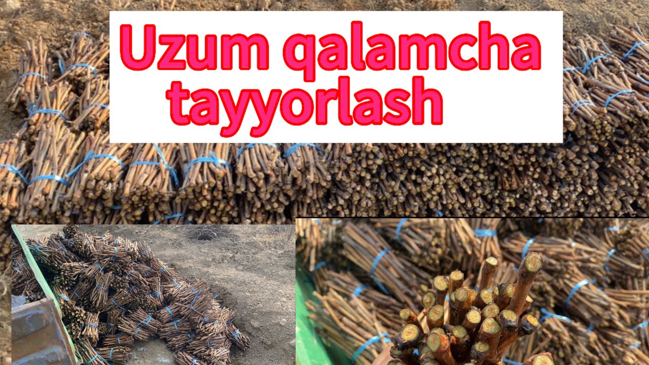 Uzum qalamchalar tayyorlash 911269939