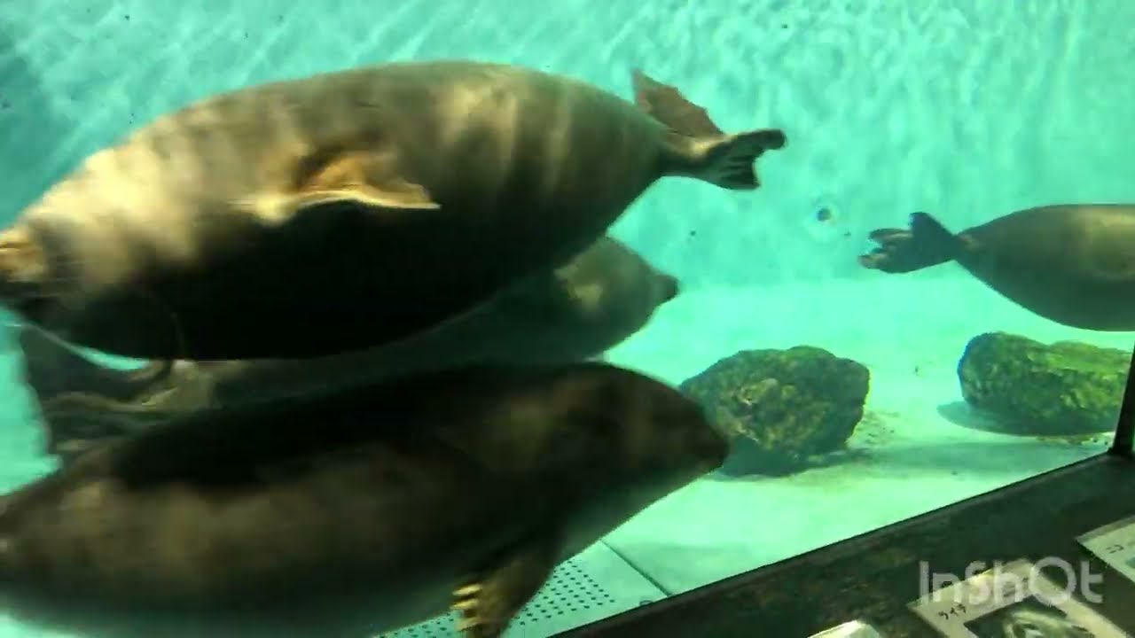 鳥羽水族館　まんまるバイカルアザラシ① #seal 