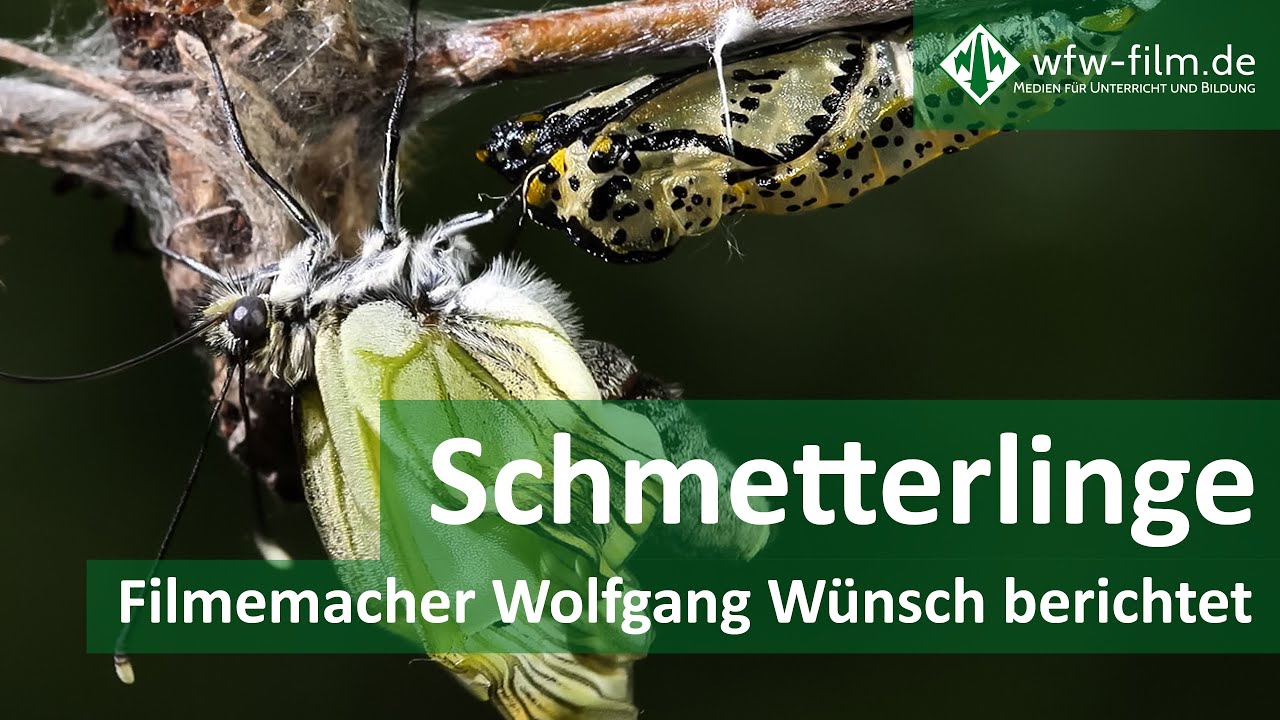 Schmetterlinge   |   Filmemacher Wolfgang Wünsch berichtet