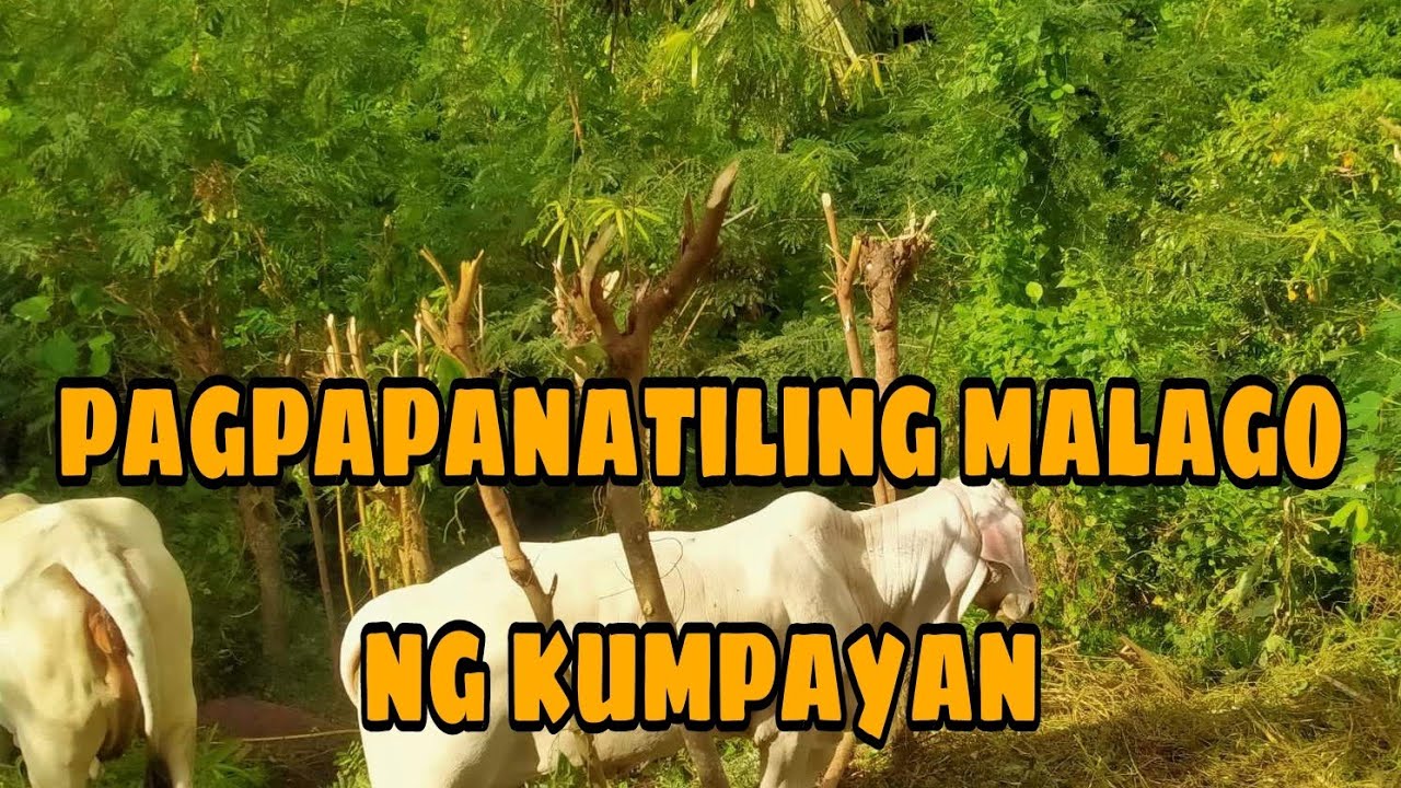 TAMANG PAGPUTOL SA IPIL IPIL PARA LALONG DUMAMI ANG DAHON NITO