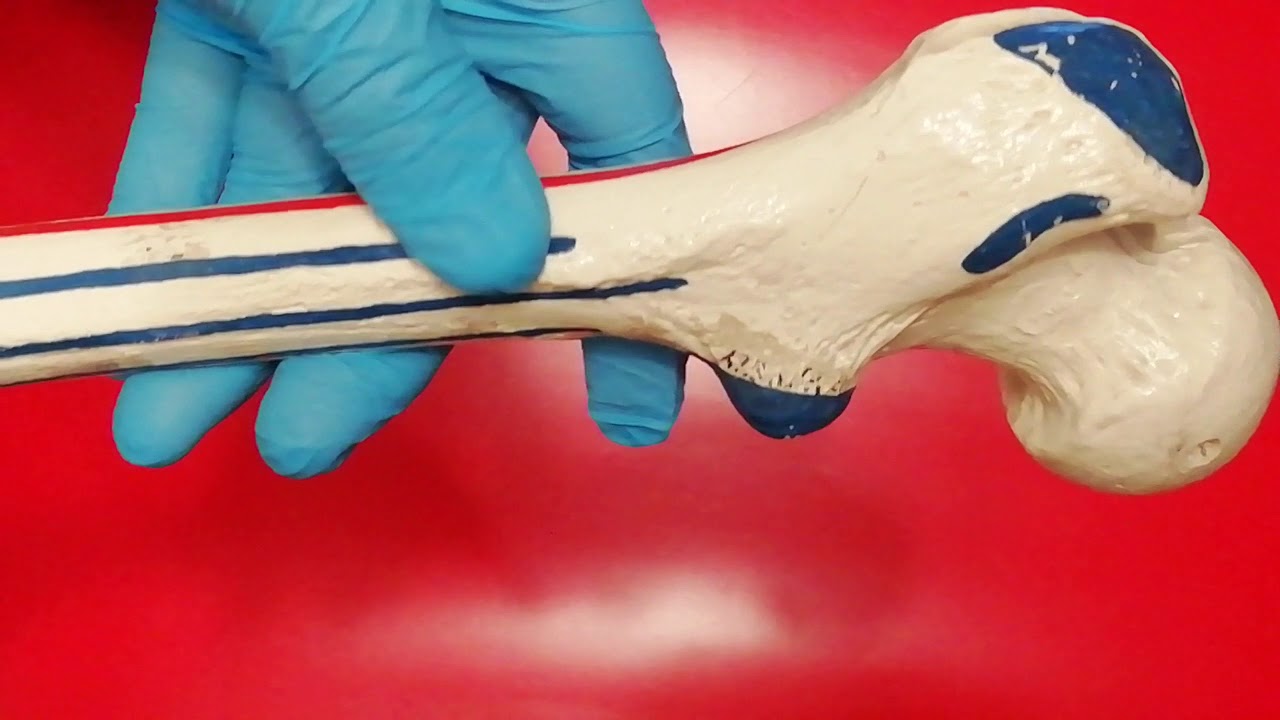Anatomía General 2019, Hueso fémur (23)