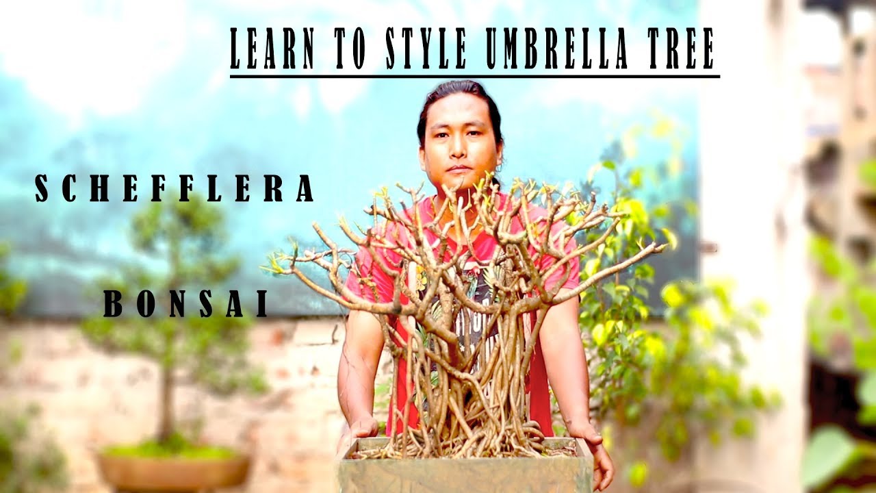 HOW TO PRUNE UMBRELLA TREE BONSAI / BIG SCHEFFLERA BONSAI. HOW TO MAINTAIN EVERY YEAR.