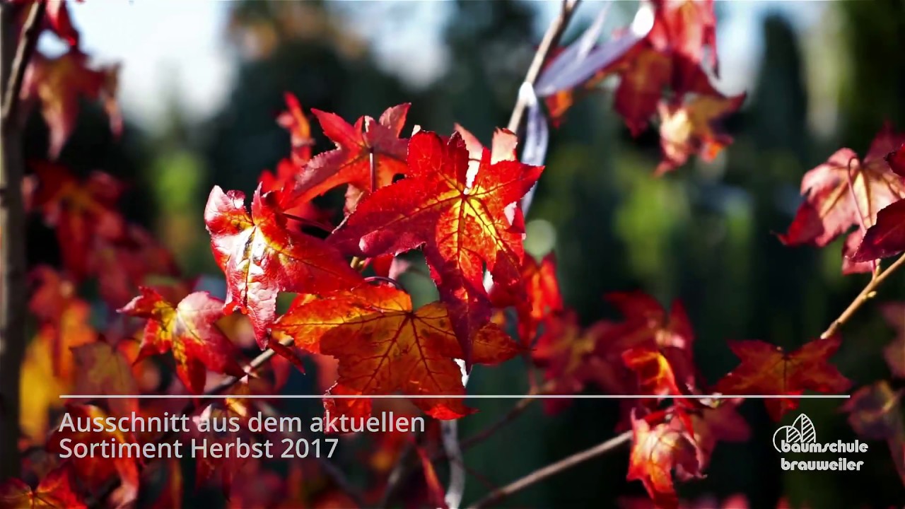 Baumschule Brauweiler - Ausschnitt Sortiment Herbst 2017