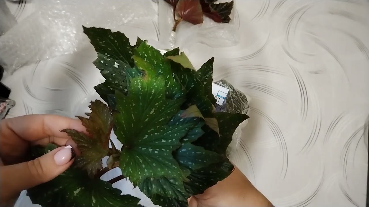 Очередная супер посылка от Степана (Живой уголок).
