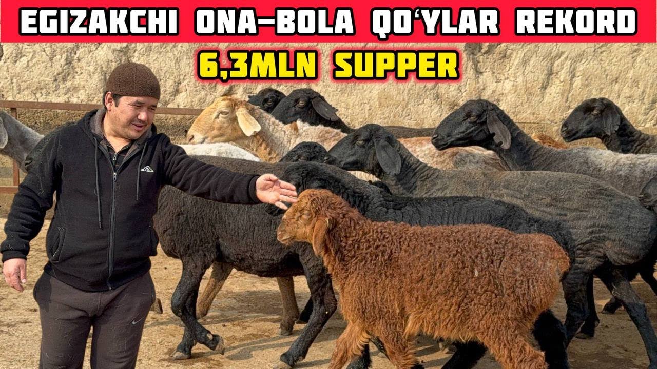 Egizakchi Qoʻylar Rekord Narx,6,3milliondan Ona-Bola Shoshiling
