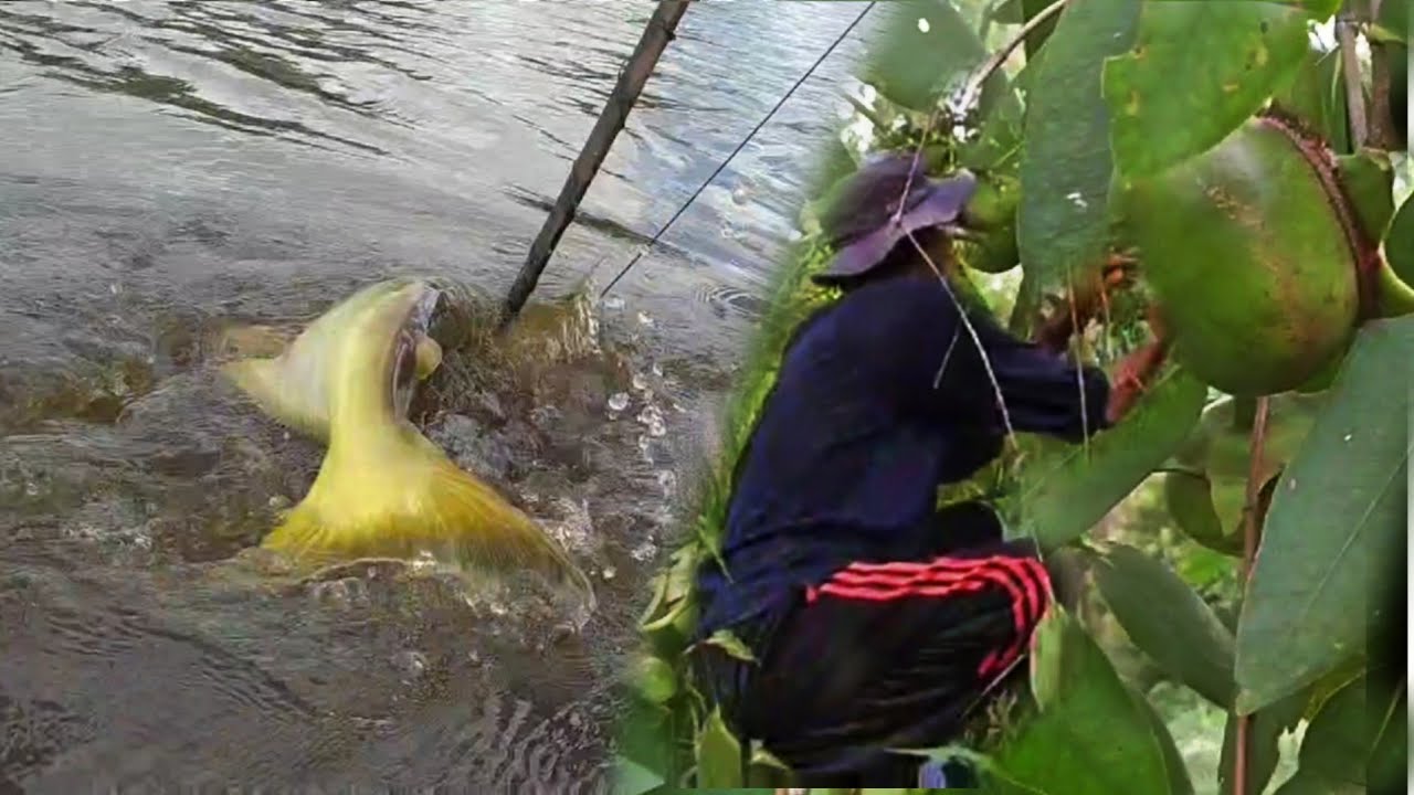 BUAH INI PALING JITU UNTUK MANCING IKAN PATIN