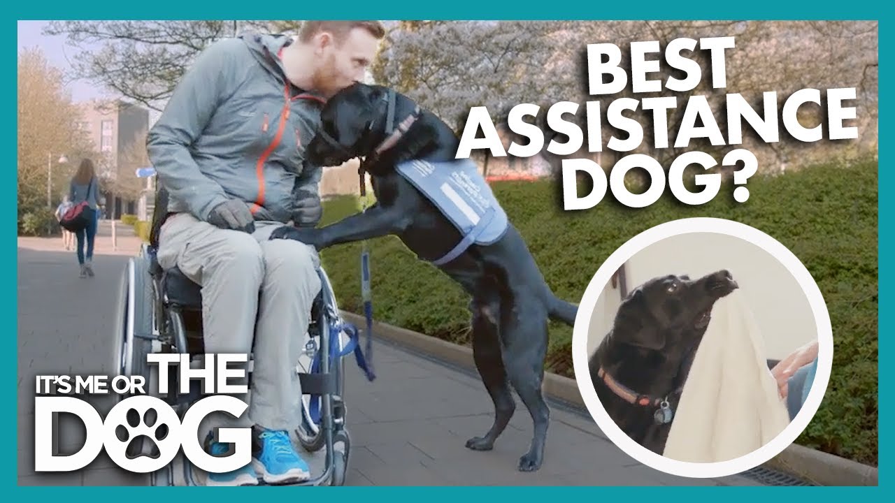 Are Labradors the Best Assistance Dogs? | It's Me or The Dog