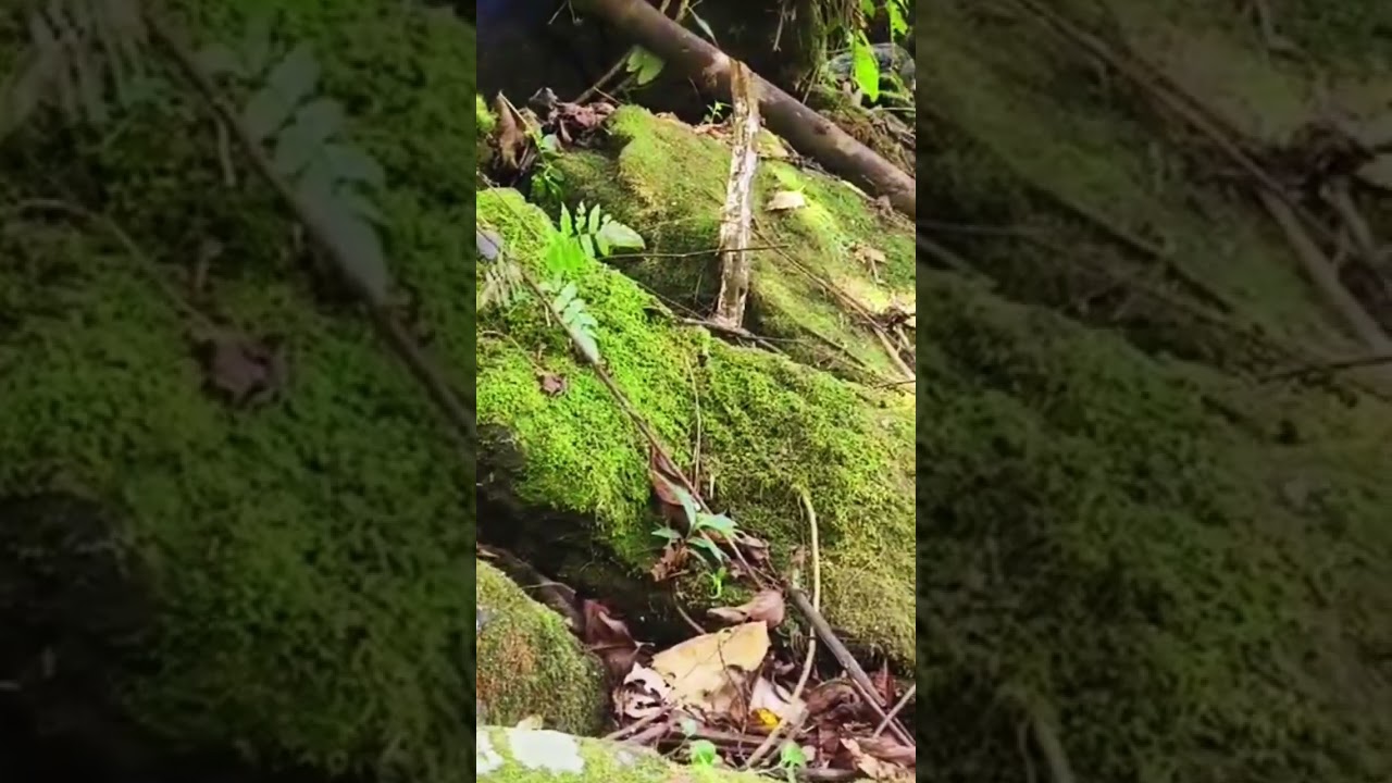 #freshnature