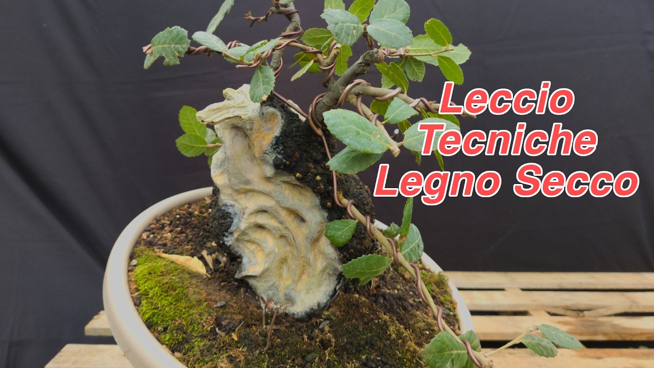 Tecniche PROFESSIONALI per la lavorazione di Jin e Shari - Tutorial Leccio Bonsai (Quercus Ilex)