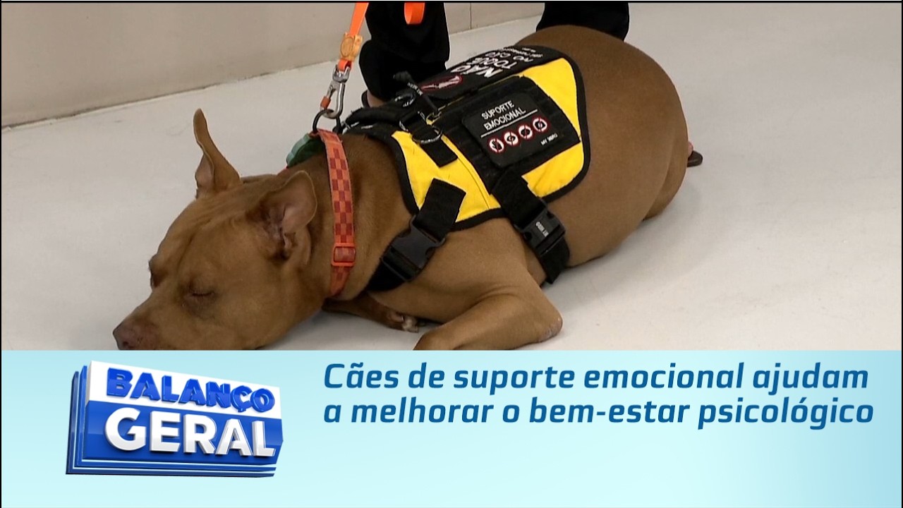 Cães de suporte emocional ajudam a melhorar o bem-estar psicológico