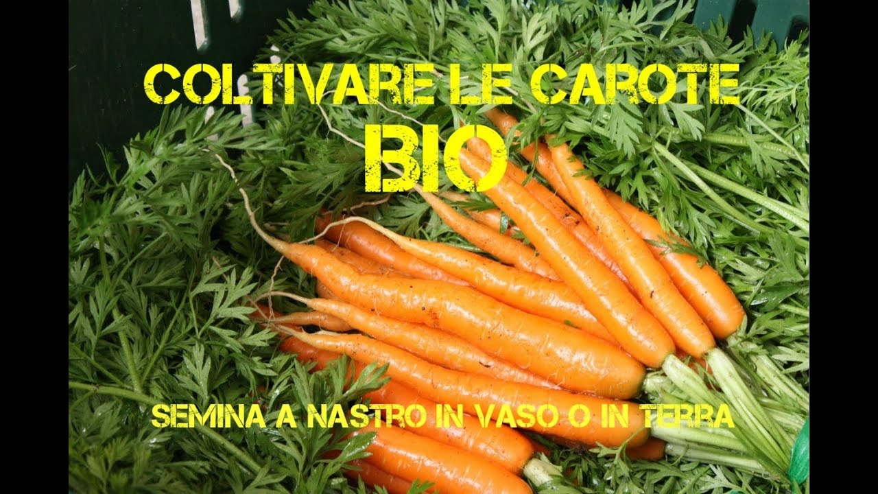 Coltivazione Carote Bio in Vaso e in Terra (Semina a nastro)