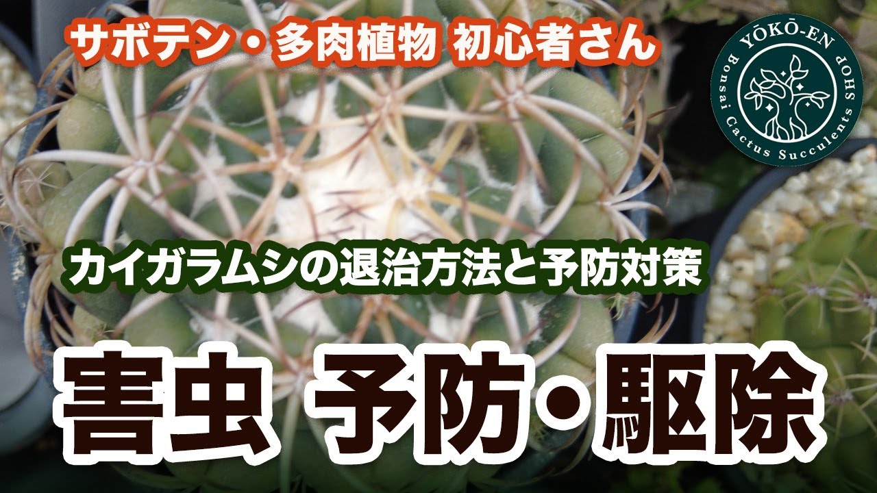 【 サボテン・多肉植物 】 害虫予防と駆除について