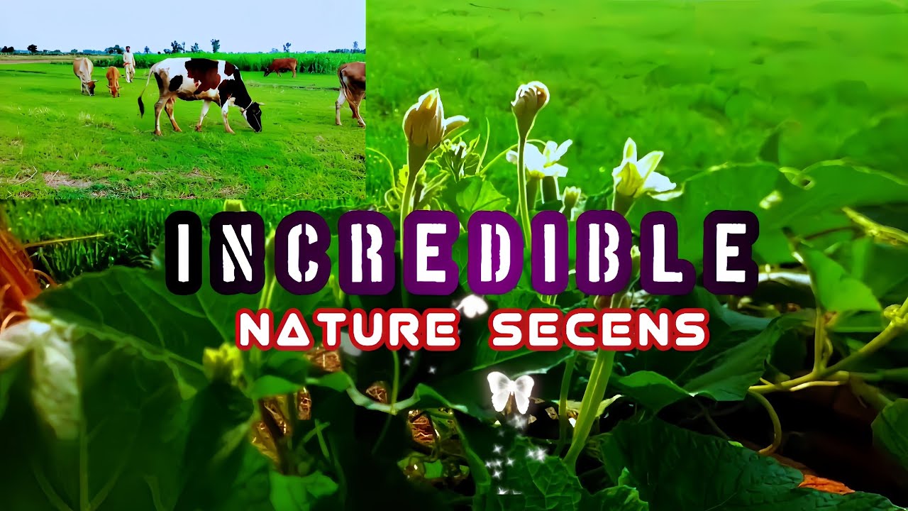 Incredible Nature Scenes