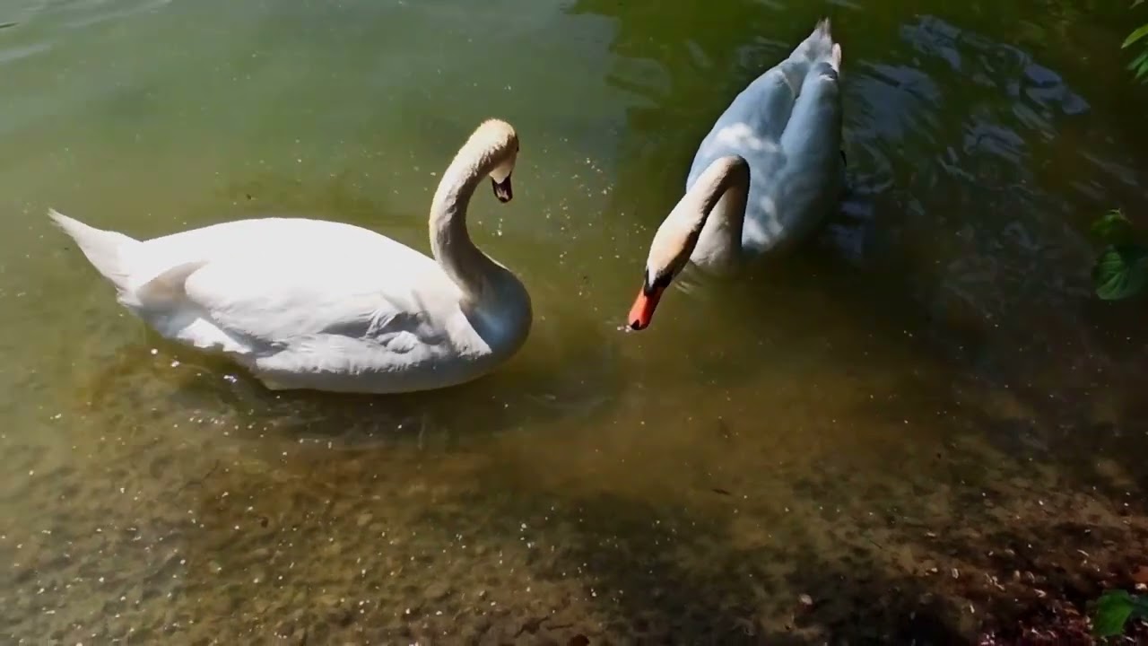 A Duck Family on a Rock and Swans Having Breakfast | Sweet Park Moments 🦆🦢🌿 #nature