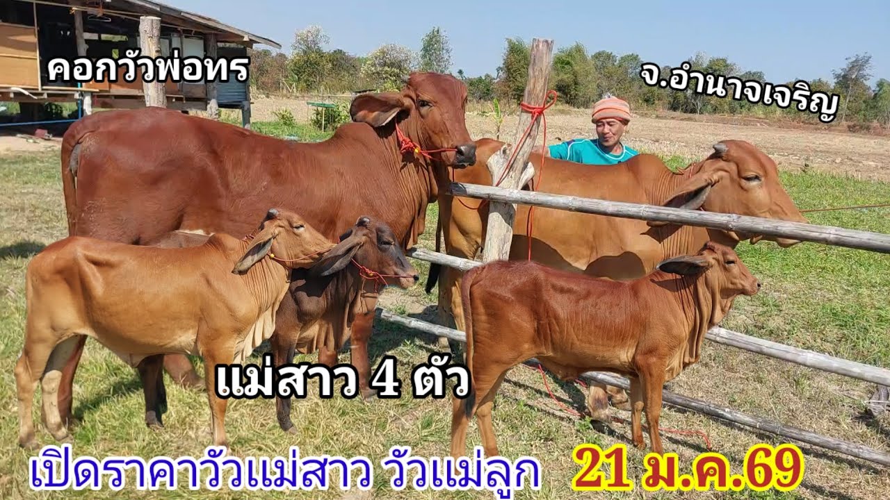 เปิดราคาวัวเเม่สาว วัวเเม่ลูก (21ม.ค.69)พ่อทร บ.ทวีผล อ.ปทุมราชวงศา จ.อำนาจเจริญ