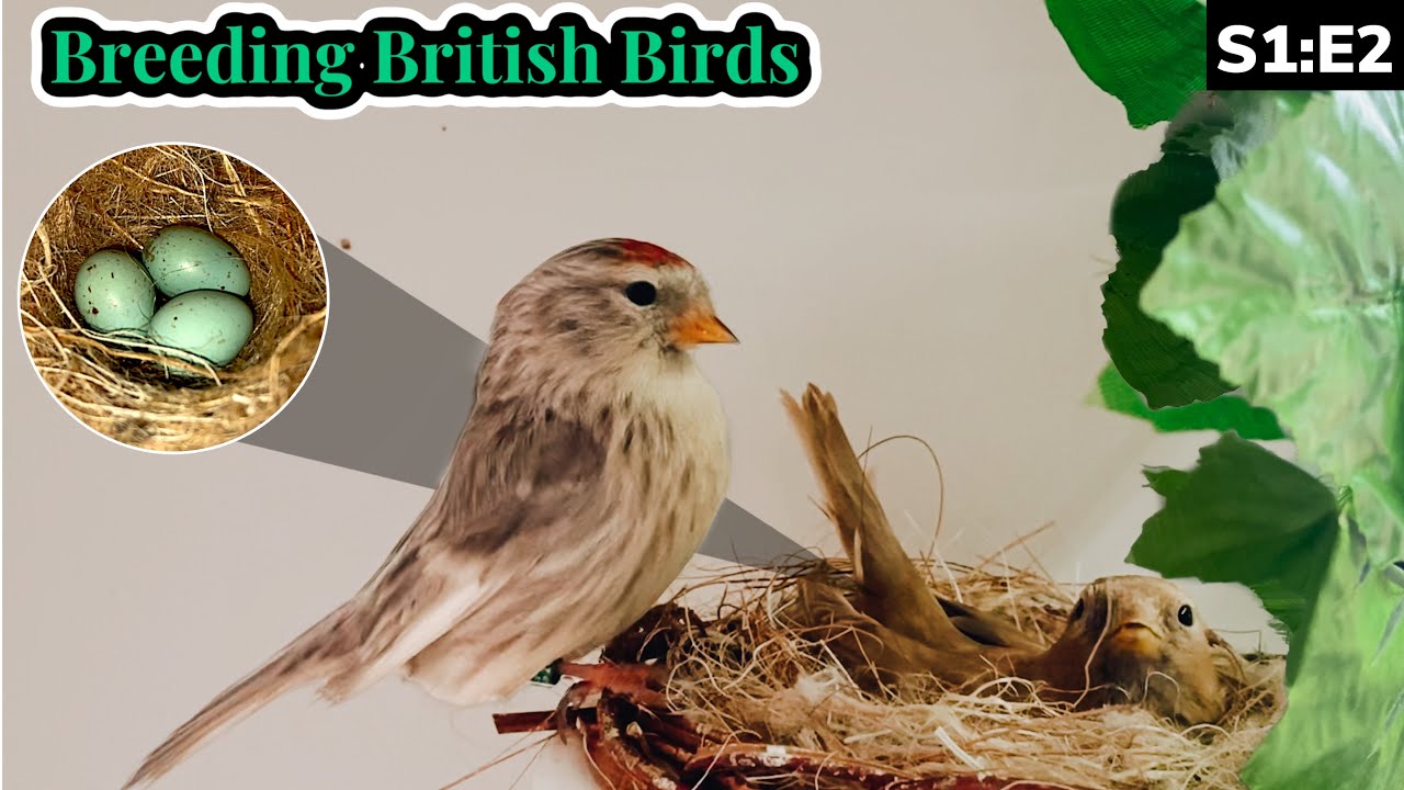 The Natives Finches Begin.. | Breeding British Birds S1:E2