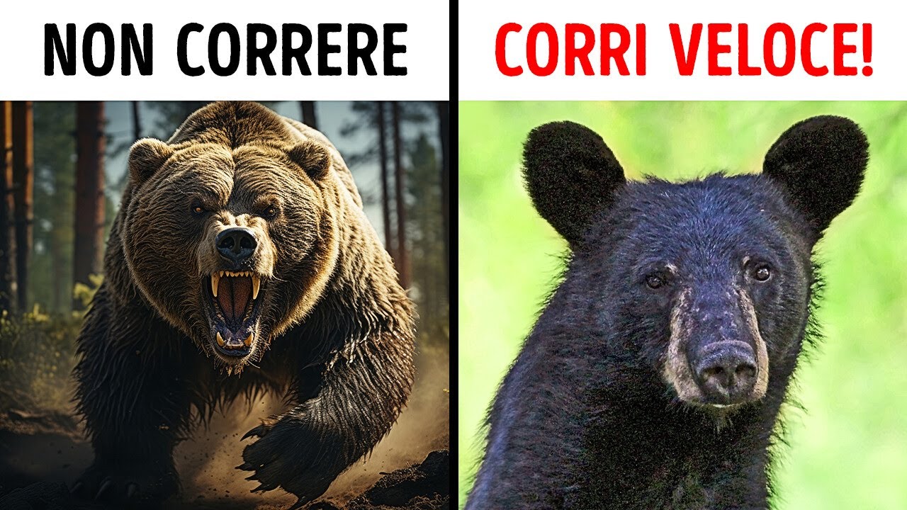 Cosa Fare Se Incontri un Orso nella Natura Selvaggia