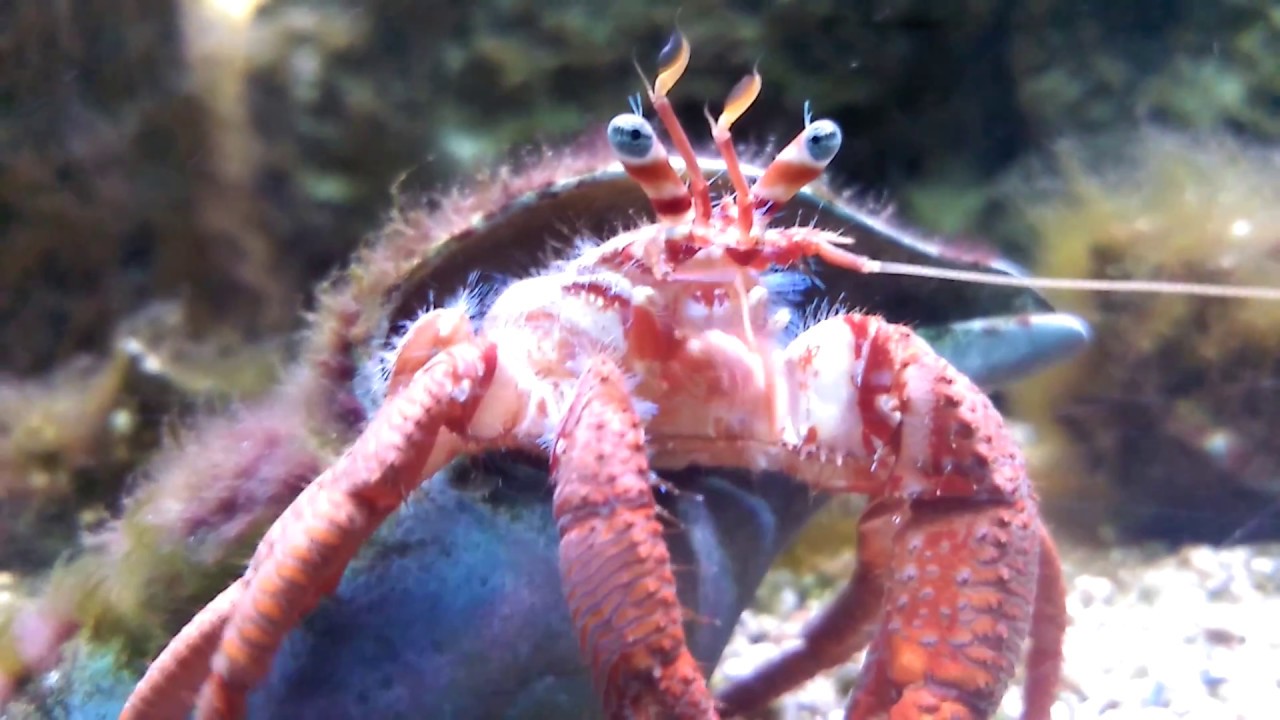 Cangrejo ermita&ntilde;o | Hermit crab