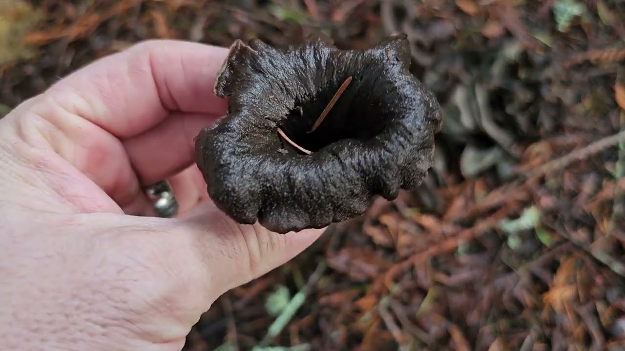 Black Trumpets on the West Coast- Craterellus caliornicopioides