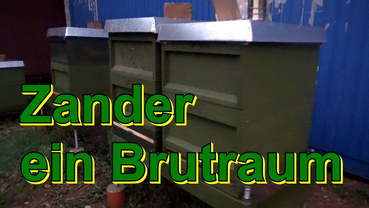 Zander - ein Brutraum