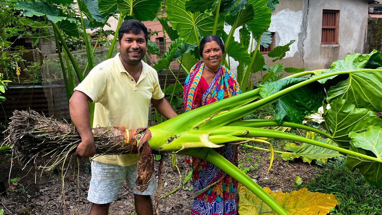 30 KG ওজনের মানকচু ইলিশ মাছ দিয়ে রান্না করে খেলাম || Shorshe ilish recipe || bengali ilish recipe