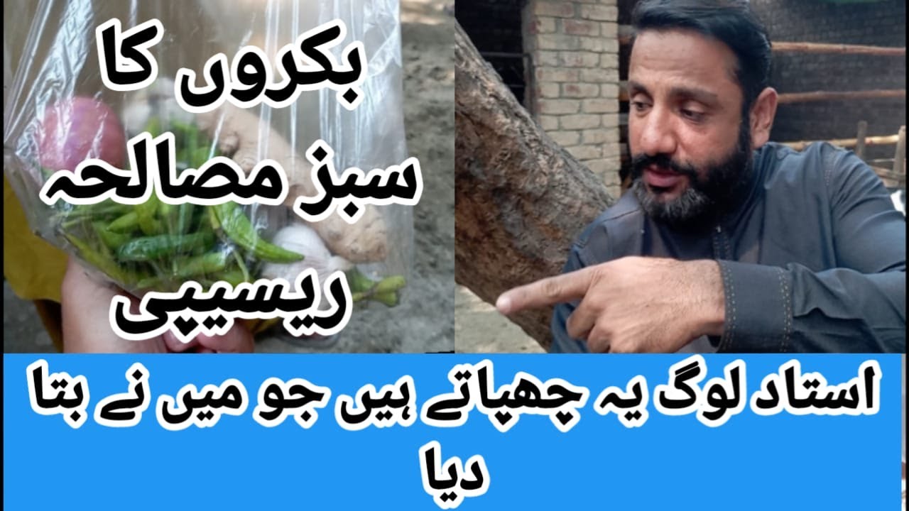 سبز مصالحہ بکروں کے لیے کیوں ضروری ہے اور اس کے کیا فائدے ہیں  important for goats and  benefits