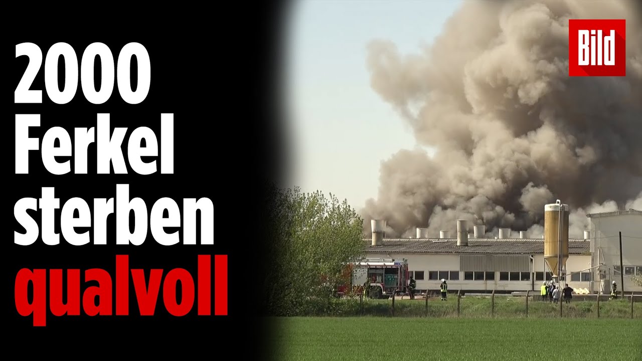 Ställe mit 45.000 Schweinen brennen in Klein Wanzleben (Sachsen-Anhalt)