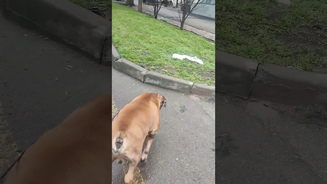 Наша очередная прогулка, 🦮