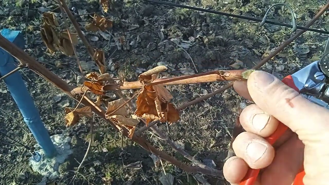 Огляд і обрізка ожини.