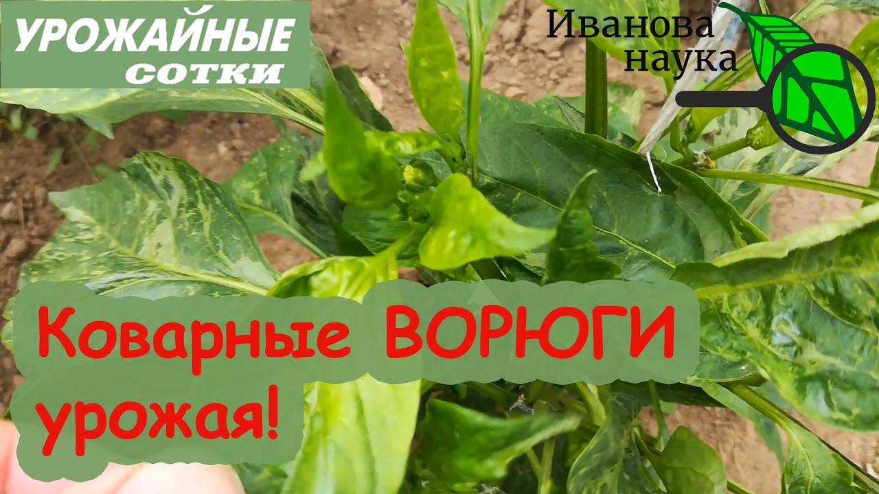 ВОТ ТАК Я ИЗБАВЛЯЮСЬ  от вирусов и нематоды!