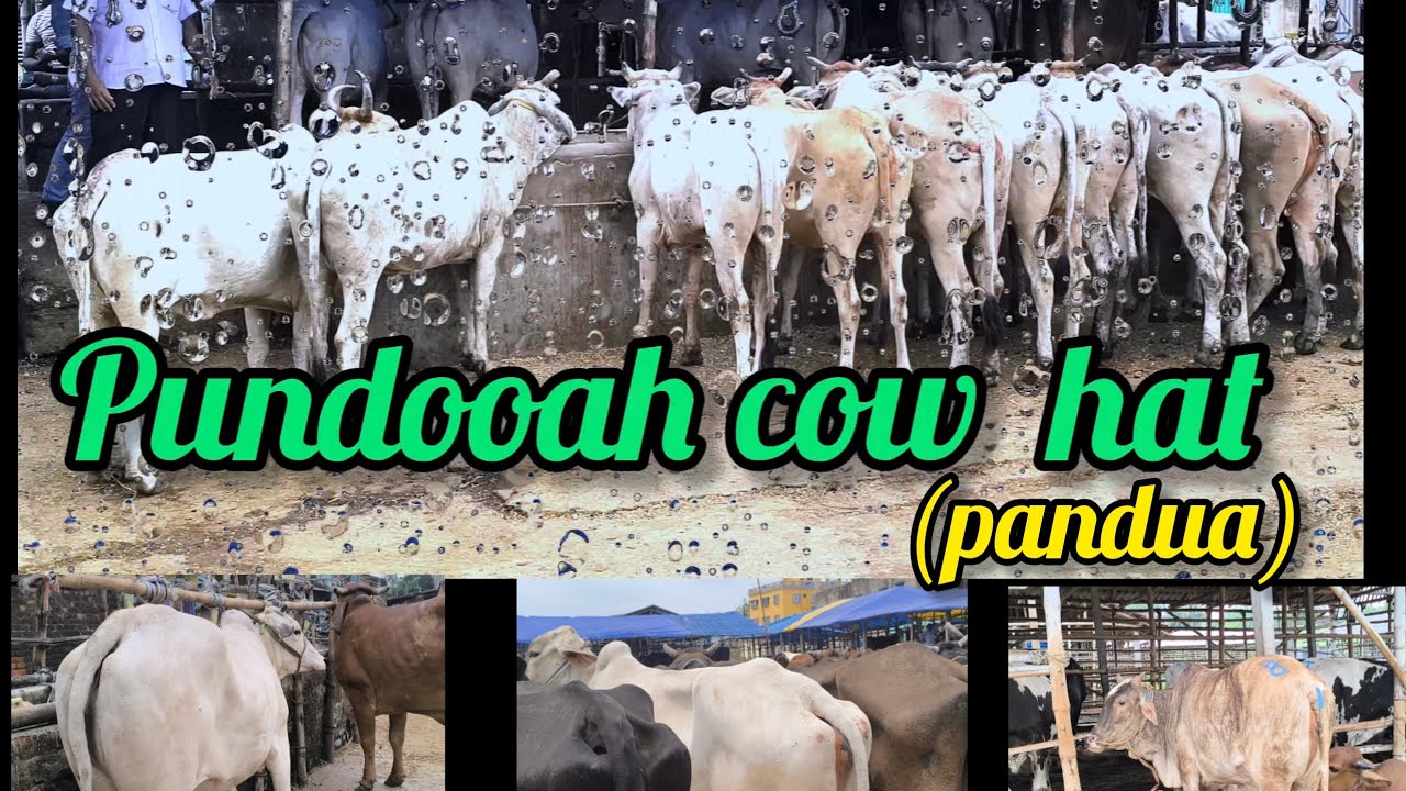 pandua cow hat (pundooah) @wahidvlogs9234 #kolkatacowvlog #cattleworld #cowvideos
