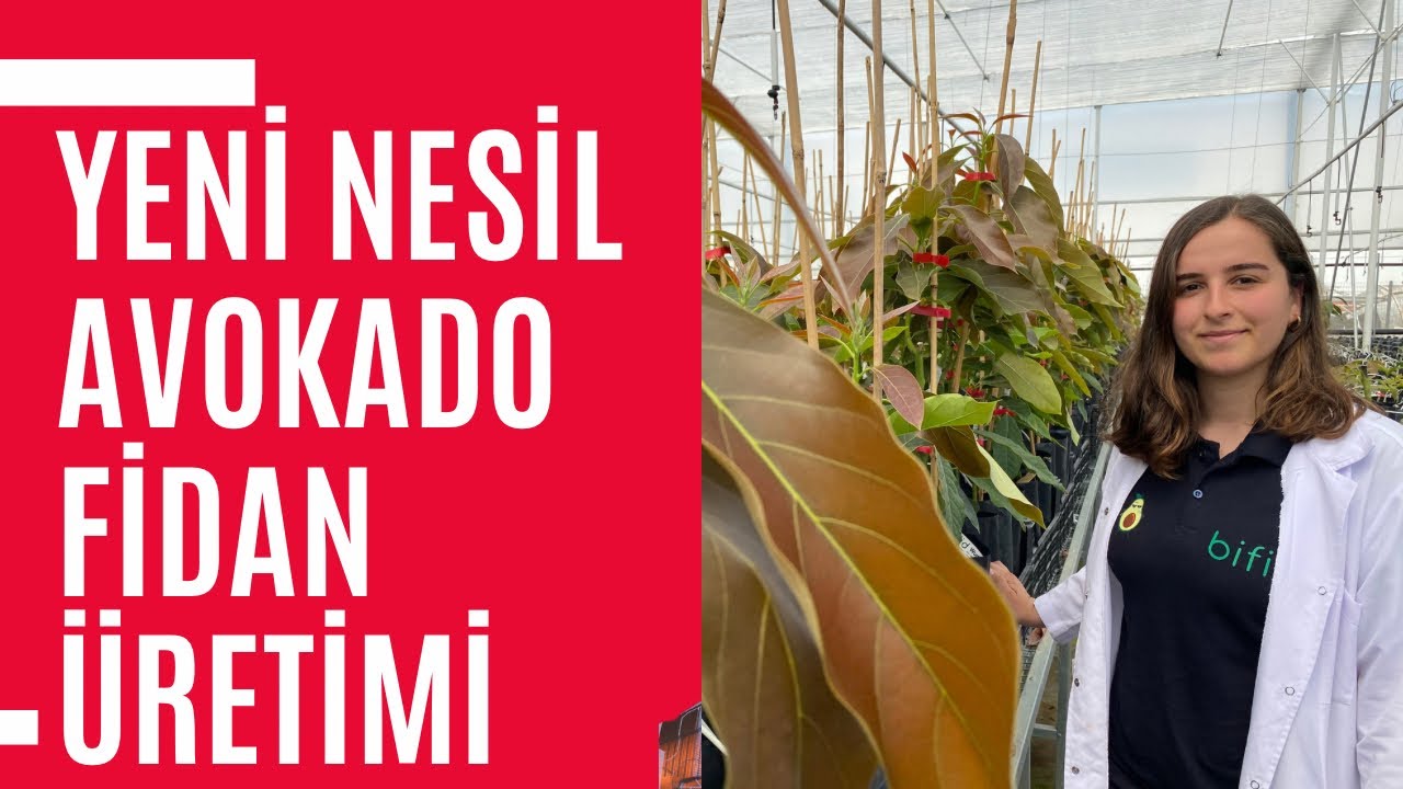 A’dan Z’ye Avokado Fidan Üretimi - Bu videoyu İzleyince Tüm Bildiklerinizi Unutacaksınız - Bifid