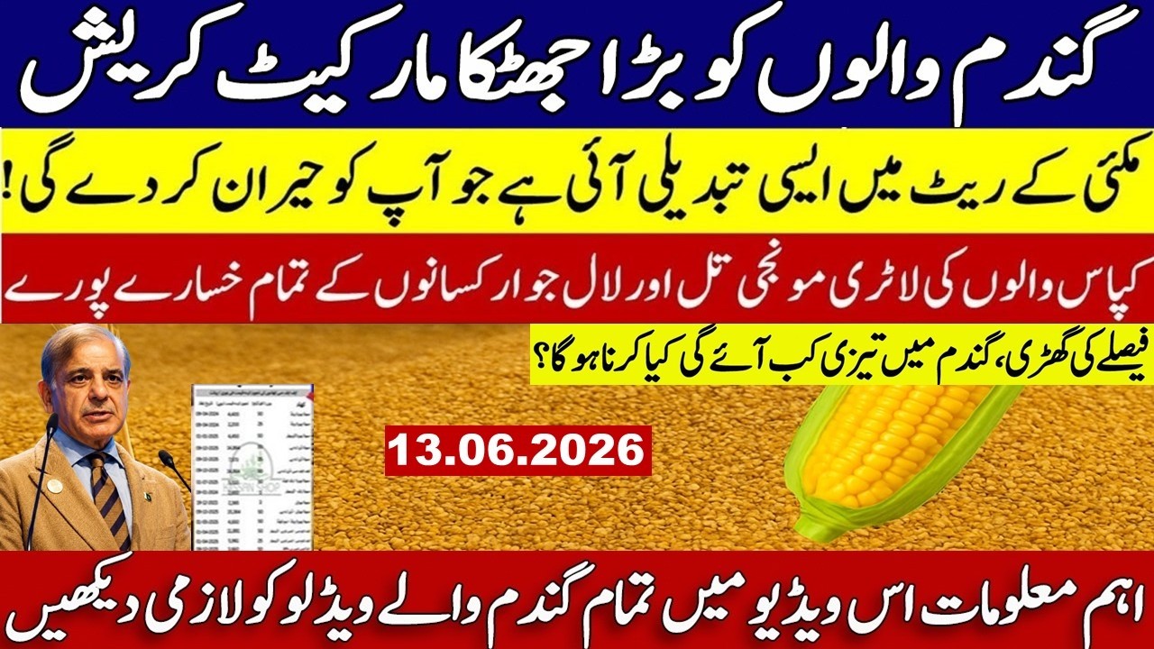 New Gandum Rates Today 2026 | New Wheat Price Today//Gundam Rates Today/Makki Munji Till Sarso Rates