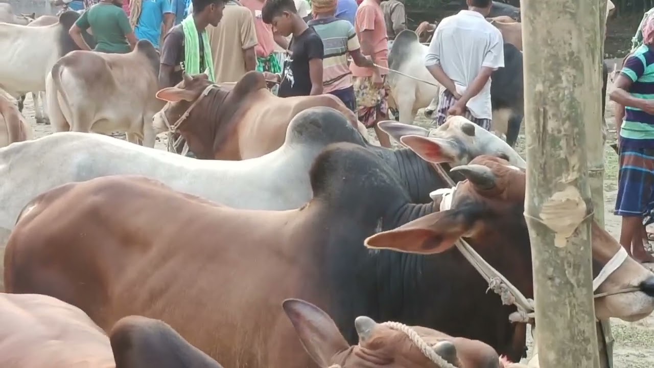কোরবানির গরু ছাগলের হাট রানিহাটি বাজার শিবগঞ্জ চাঁপাইনবাবগঞ্জ দামে কম বাজারে।