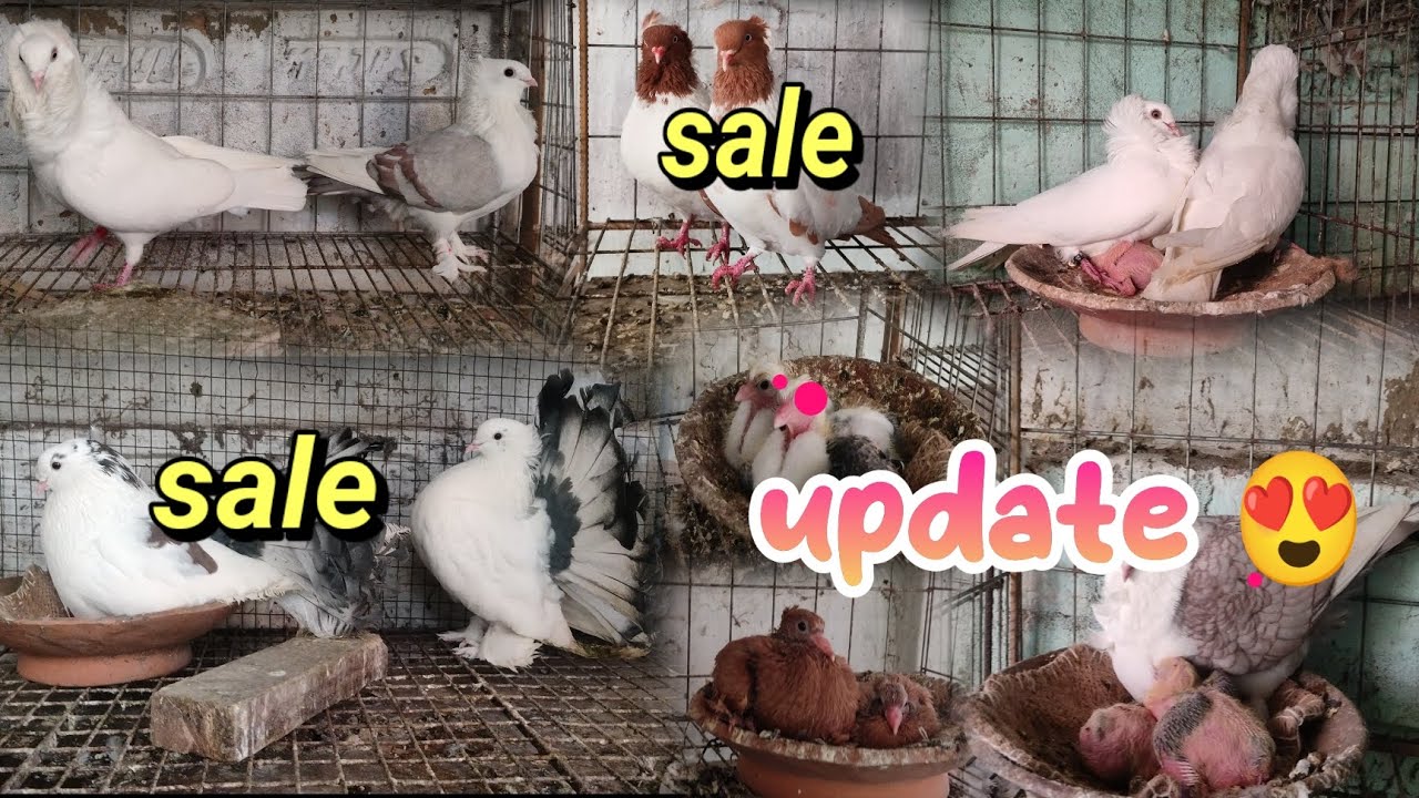 Pigeon loft breeding update 🥰 Top quality pigeon for sale 😶#pigeon #petlover #petsvlogging 