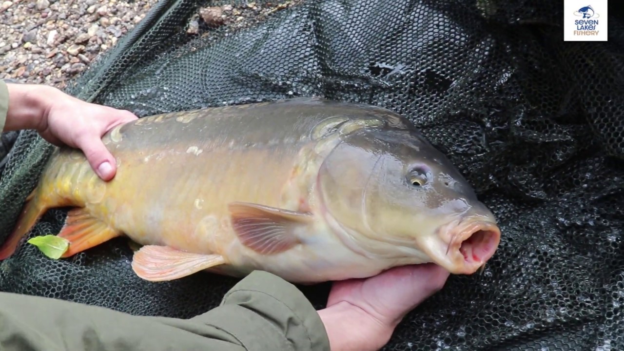Sash Carp return for another visit to Seven Lakes Fishery