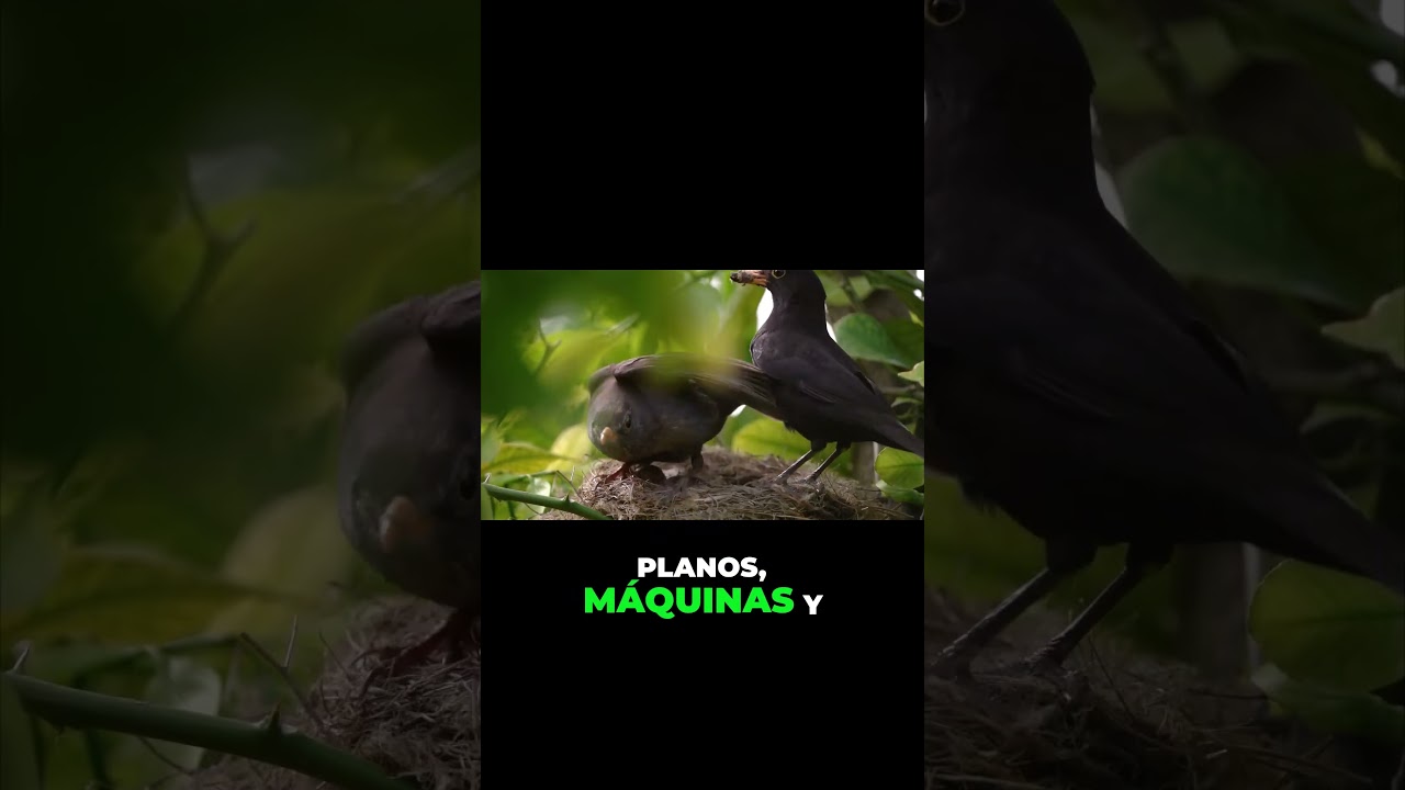 La ingenier&iacute;a invisible de la naturaleza  &iquest;C&oacute;mo lo hacen #avenexus #vidasalvaje #animales #aves