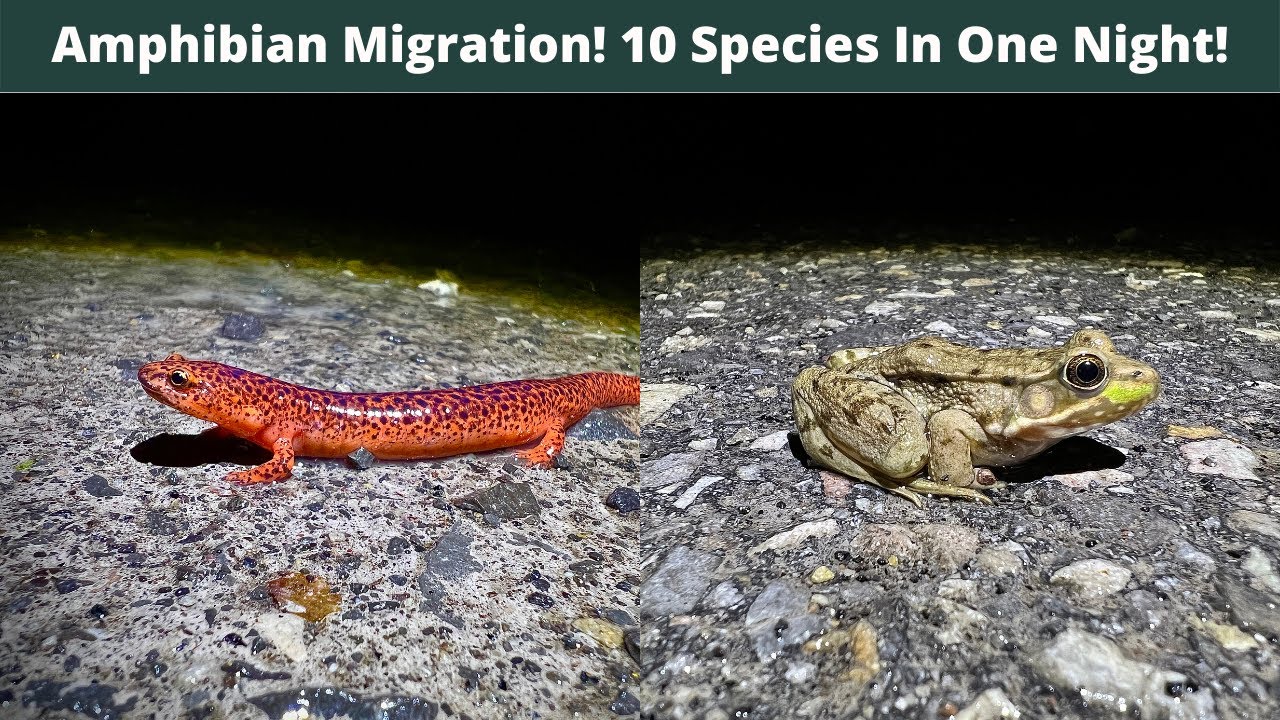 10 Species of Amphibians in One Night! 20+ Red Salamanders! Herping West Virginia and Maryland!