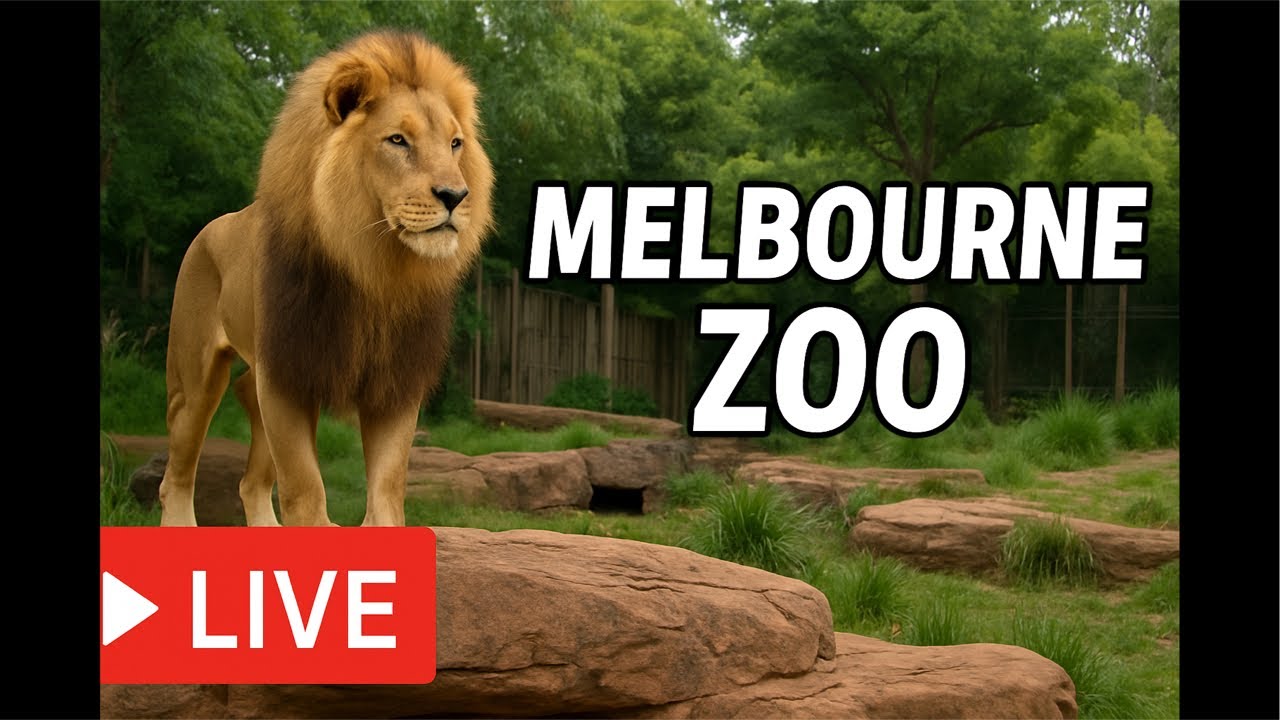 LIVE Animal Adventure at Melbourne Zoo — Insane Moments All Day! 🐅🔥