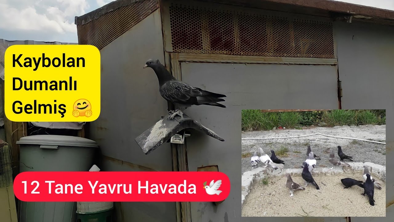 KAYIP OLAN DUMANLI YAVRU GELMİŞ - 12 tane Yavru uçurdum - Taklacı güvercin Oyunkuşu