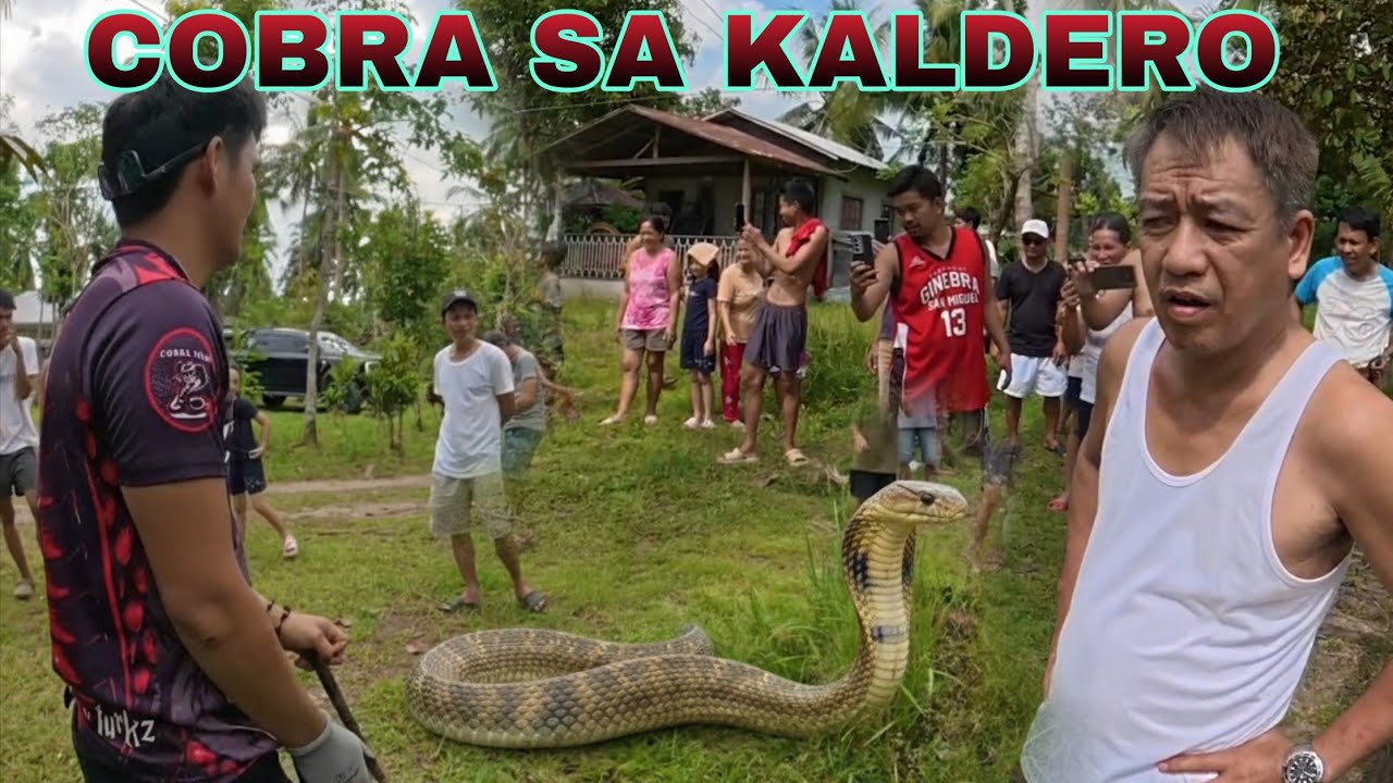 DALAWANG COBRA SA LABABO SA KALDERO NAG  TAGO#cobraprince 