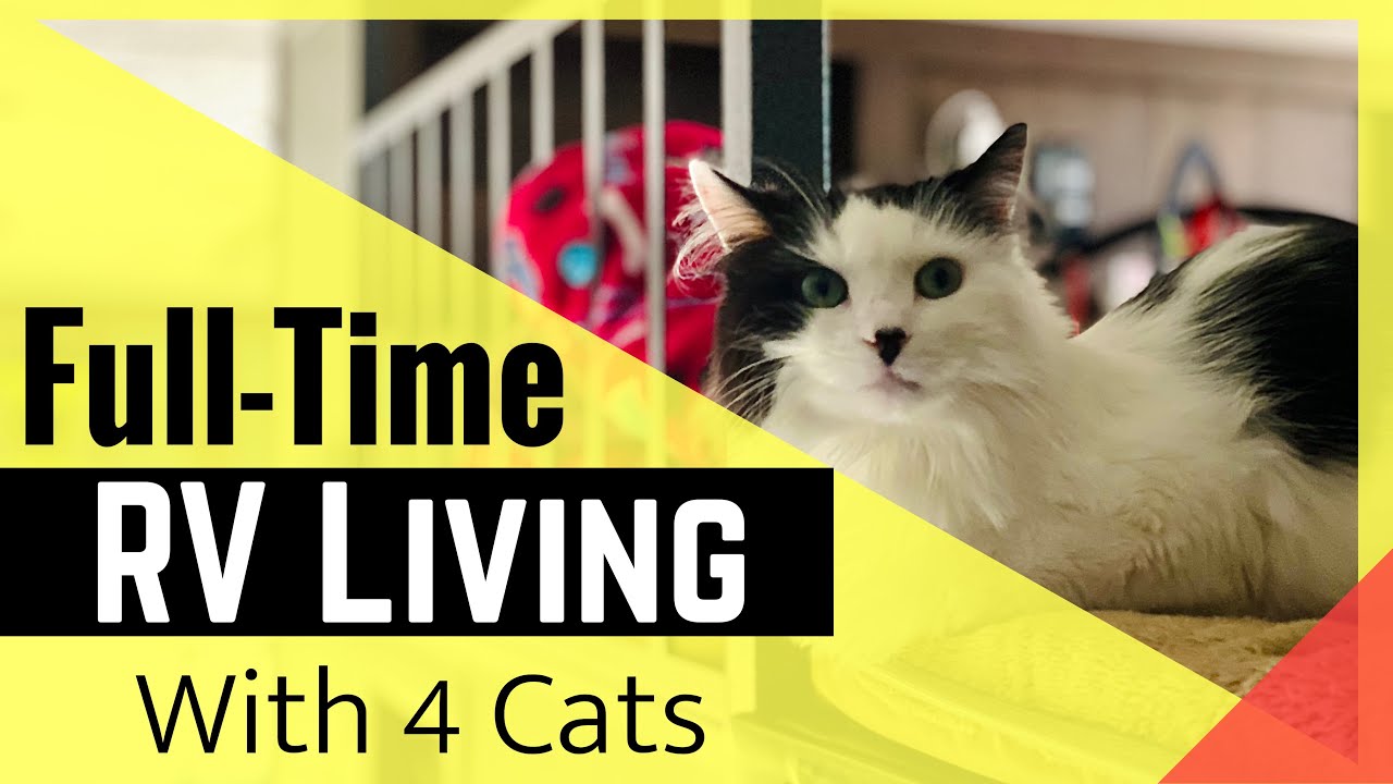Ideas for Setting Up Your RV to Live with Cats