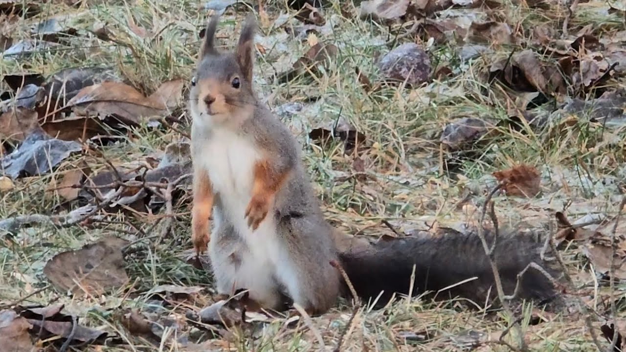 К СОЖАЛЕНИЮ НЕЛЬЗЯ ПЕРЕВЕРНУТЬ ОБРАТНО....