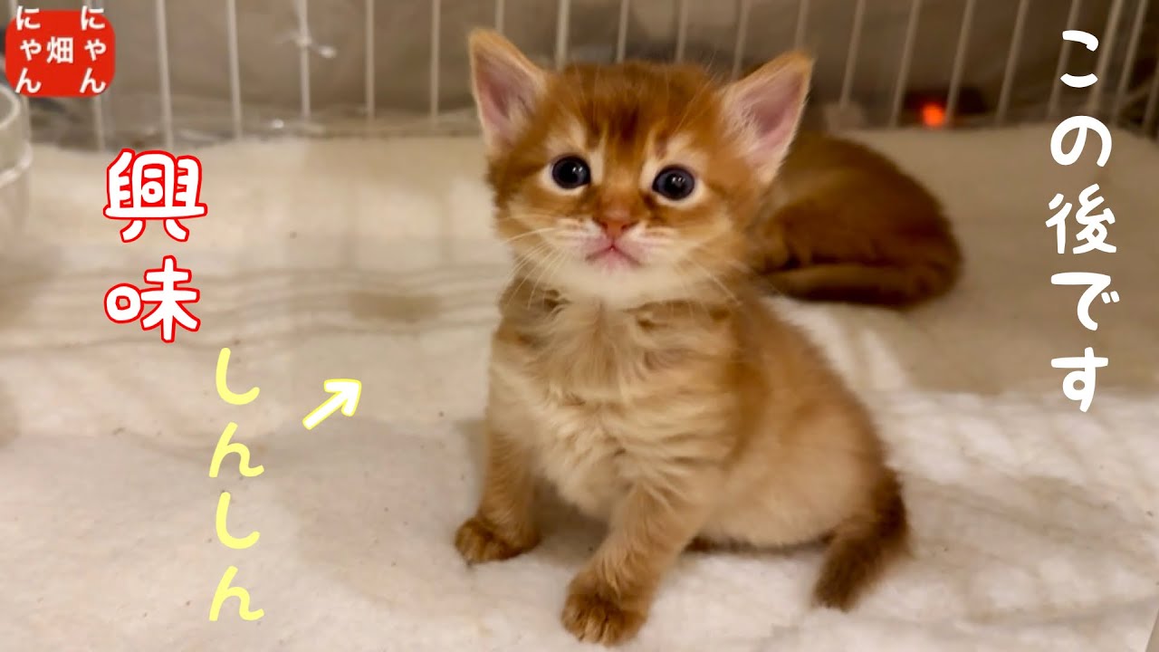 興味深々❣️ママが💩の仕方教えてくれた❤️