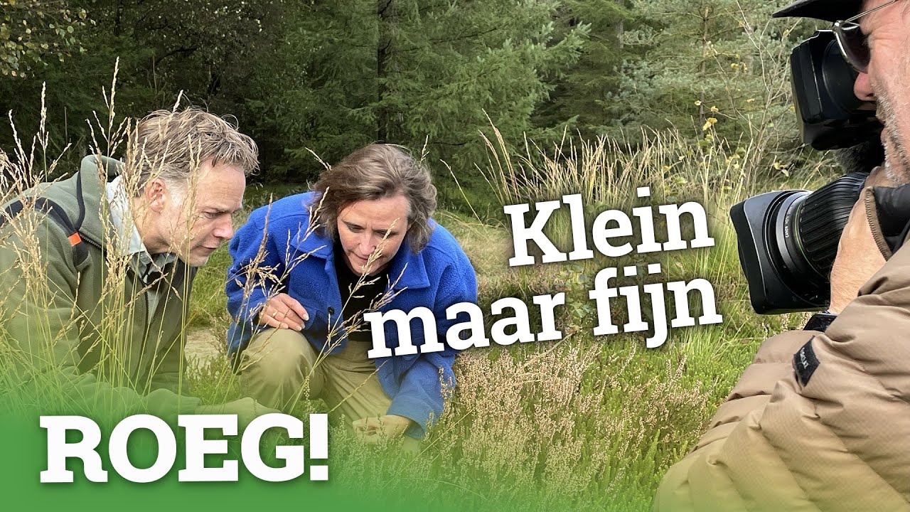 Struinen door het woeste Drents-Friese Wold | ROEG! uitzending