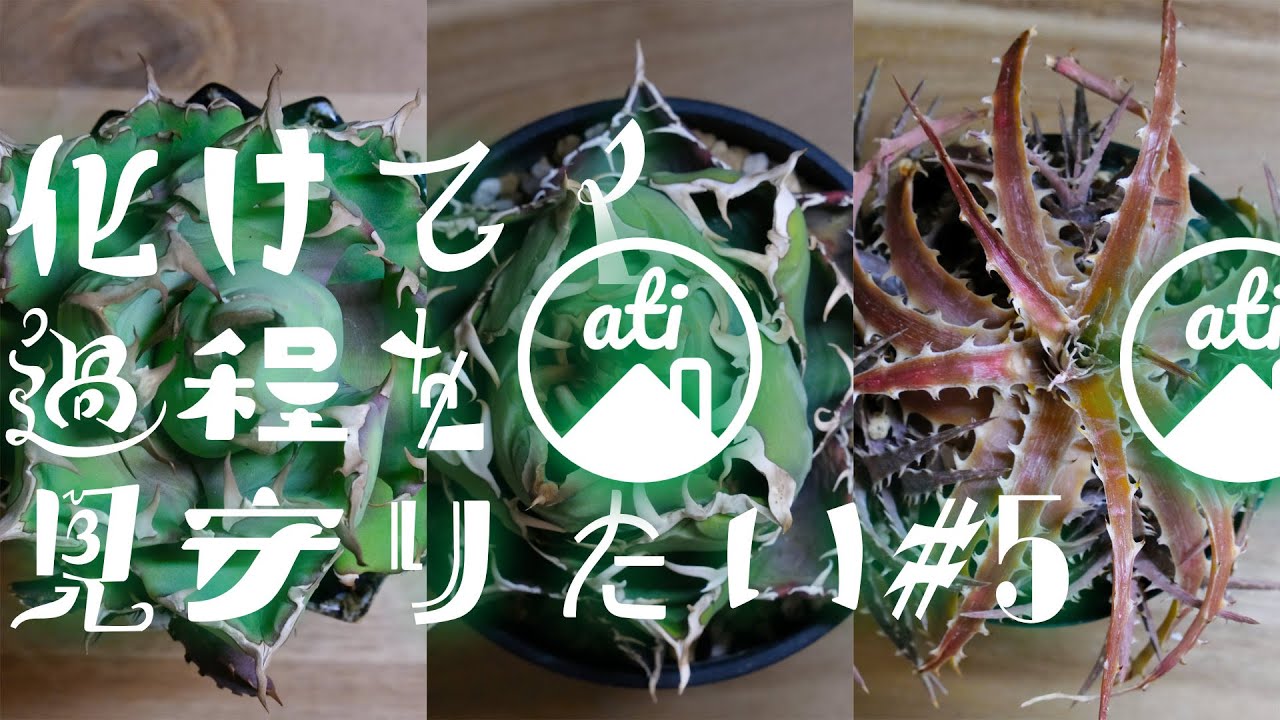 【継続企画】化けてく過程を見守りたい #5 【アガベ/ディッキア】