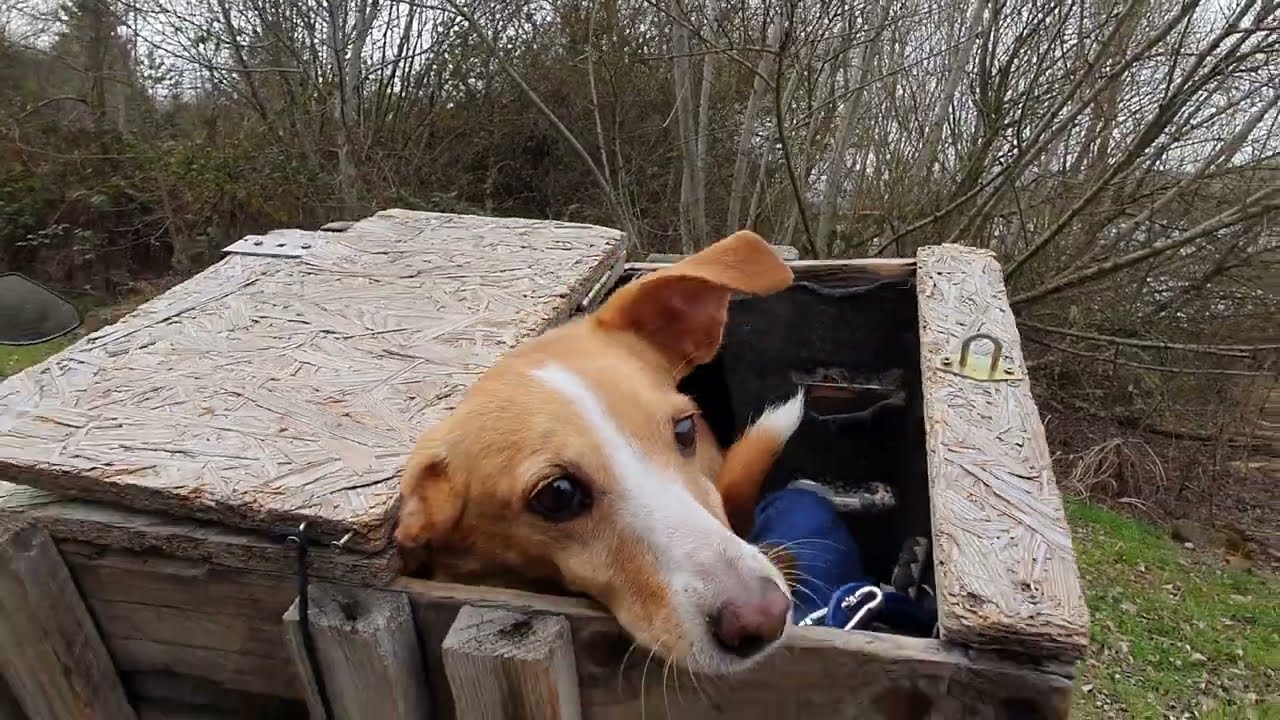 Hund auf Motorrad