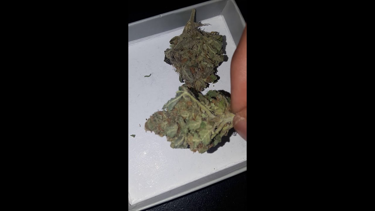 Critical Bilbo