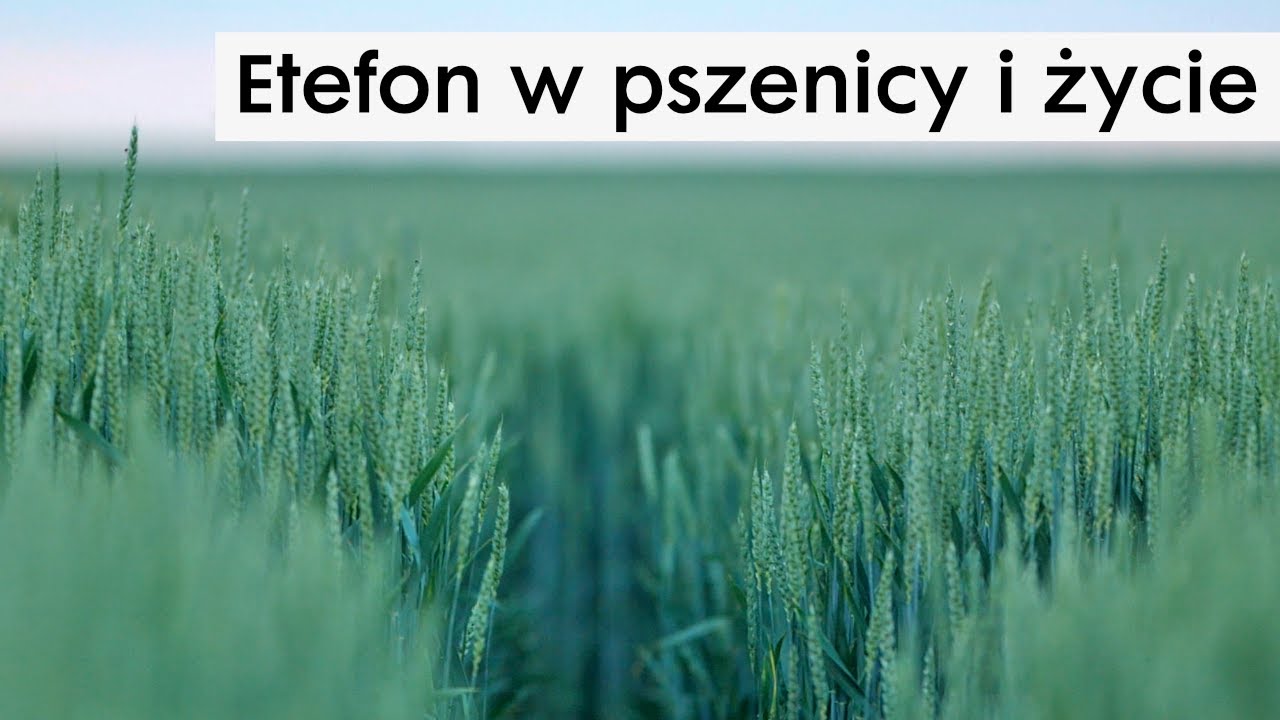 Stosowanie etefonu w pszenicy i życie